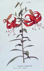 Lilium tigrinum (Tijgerlelie) uit L